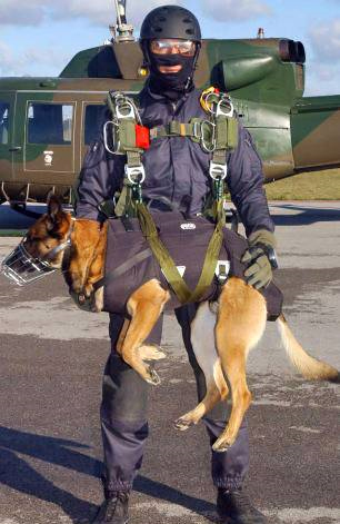 do military dogs have titanium teeth